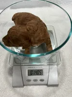 Girl  3, a female Poodle - Toy  for sale in Jonesborough, TN – 6 of 6