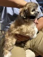Boy 2, a male Mal Shi for sale in Jonesborough, TN – 5 of 6