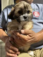Boy 2, a male Mal Shi for sale in Jonesborough, TN – 2 of 6
