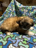 Boy 2, a male Mal Shi for sale in Jonesborough, TN – 6 of 6
