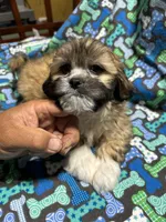 Boy 2, a male Mal Shi for sale in Jonesborough, TN – 4 of 6