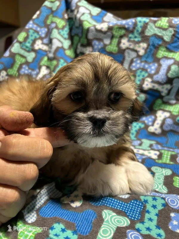 Boy 2 – Mal Shi puppy for sale in Jonesborough, TN