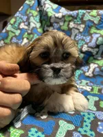 Boy 2, a male Mal Shi for sale in Jonesborough, TN – 1 of 6