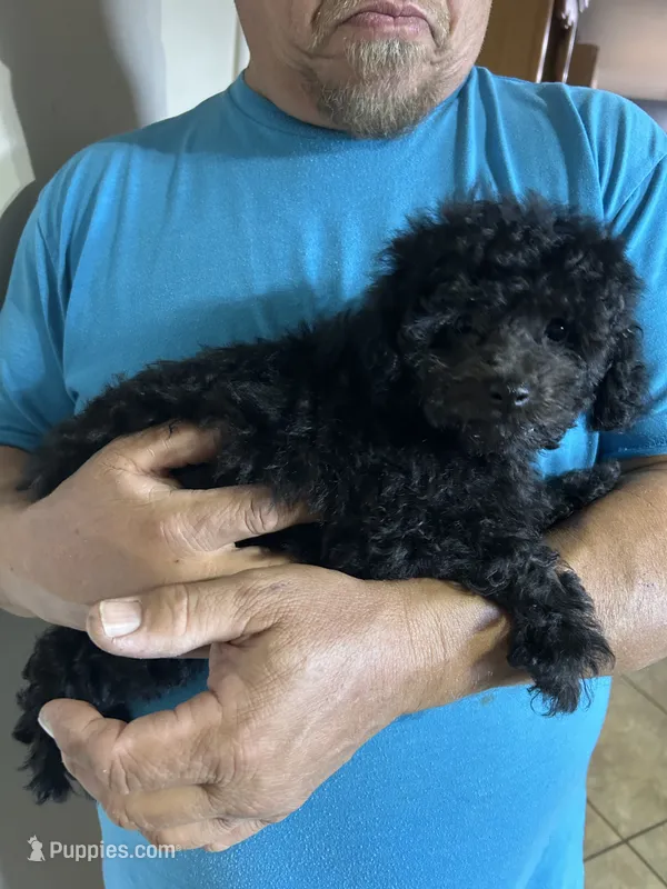 Girl 1 – Poodle - Toy  puppy for sale in Jonesborough, TN