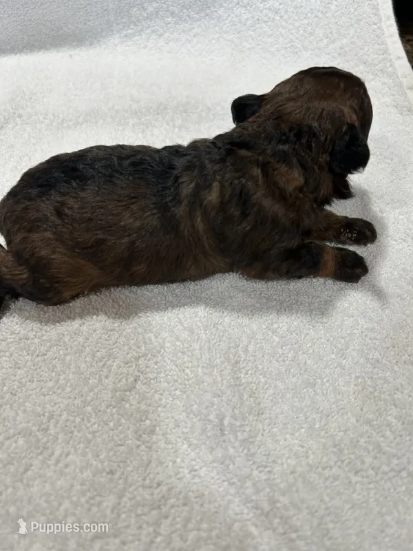 Girl 4 – Poodle - Toy  puppy for sale in Jonesborough, TN