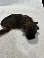 Girl 4, a female Poodle - Toy  for sale in Jonesborough, TN – 4 of 5