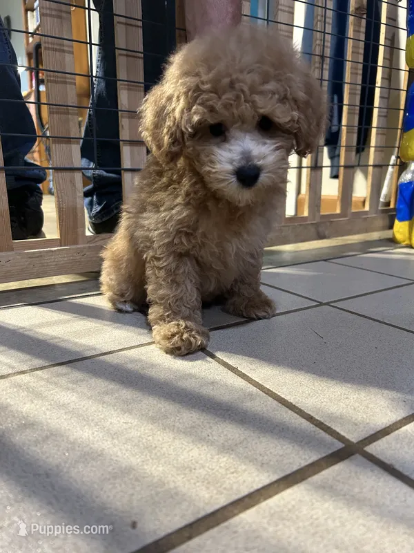Girl 2 – Poodle - Toy  puppy for sale in Jonesborough, TN