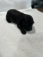 Boy 1, a male Poodle - Toy  for sale in Jonesborough, TN – 2 of 5