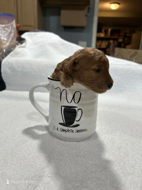 Girl  3 – Poodle - Toy  puppy for sale in Jonesborough, TN