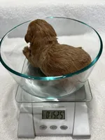 Girl 2, a female Poodle - Toy  for sale in Jonesborough, TN – 5 of 5
