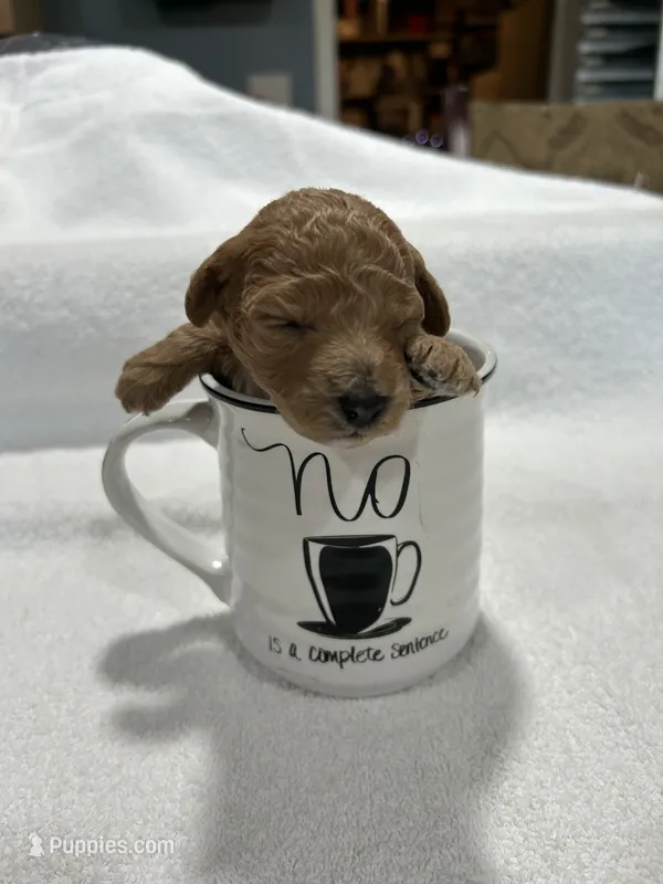 Girl 2 – Poodle - Toy  puppy for sale in Jonesborough, TN