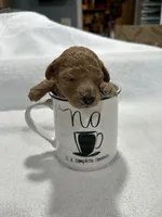 Girl 2, a female Poodle - Toy  for sale in Jonesborough, TN – 1 of 5