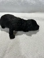Girl 1, a female Poodle - Toy  for sale in Jonesborough, TN – 5 of 5