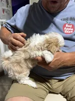 Boy 3, a male Mal Shi for sale in Jonesborough, TN – 5 of 5