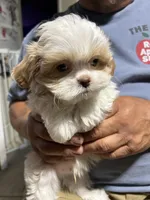 Boy 3, a male Mal Shi for sale in Jonesborough, TN – 3 of 5