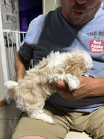 Boy 3, a male Mal Shi for sale in Jonesborough, TN – 4 of 5