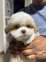 Boy 3, a male Mal Shi for sale in Jonesborough, TN – 1 of 5