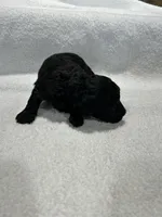 Girl 1, a female Poodle - Toy  for sale in Jonesborough, TN – 4 of 5