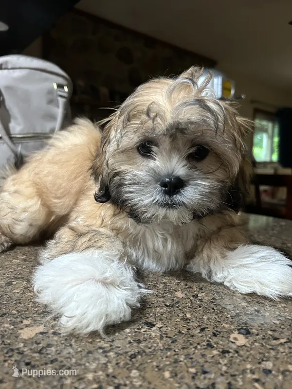 Boy 2 – Mal Shi puppy for sale in Jonesborough, TN
