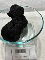 Girl 1, a female Poodle - Toy  for sale in Jonesborough, TN – 3 of 5