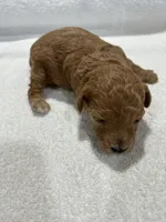 Girl 2, a female Poodle - Toy  for sale in Jonesborough, TN – 3 of 5