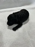 Girl 1, a female Poodle - Toy  for sale in Jonesborough, TN – 2 of 5