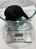 Boy 1, a male Poodle - Toy  for sale in Jonesborough, TN – 3 of 5