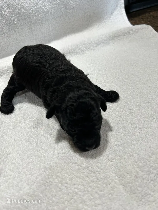 Boy 1 – Poodle - Toy  puppy for sale in Jonesborough, TN