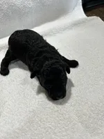 Boy 1, a male Poodle - Toy  for sale in Jonesborough, TN – 1 of 5