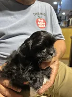 Boy 1, a male Mal Shi for sale in Jonesborough, TN – 4 of 8