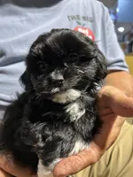 Boy 1, a male Mal Shi for sale in Jonesborough, TN – 6 of 8