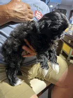 Boy 1, a male Mal Shi for sale in Jonesborough, TN – 8 of 8
