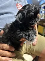Boy 1, a male Mal Shi for sale in Jonesborough, TN – 5 of 8