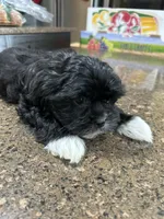 Boy 1, a male Mal Shi for sale in Jonesborough, TN – 2 of 8
