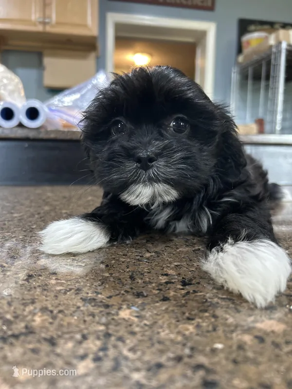 Boy 1 – Mal Shi puppy for sale in Jonesborough, TN