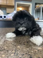 Boy 1, a male Mal Shi for sale in Jonesborough, TN – 1 of 8