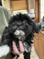 Boy 1, a male Mal Shi for sale in Jonesborough, TN – 3 of 8