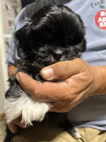 Boy 1, a male Mal Shi for sale in Jonesborough, TN – 7 of 8