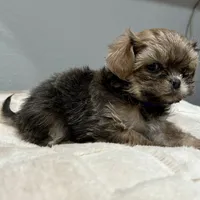 Girl 2, a female Mal Shi for sale in Jonesborough, TN – Photo 3 of 6