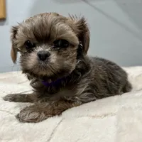 Girl 2, a female Mal Shi for sale in Jonesborough, TN – Photo 6 of 6