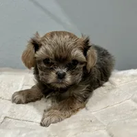 Girl 2, a female Mal Shi for sale in Jonesborough, TN – Photo 4 of 6