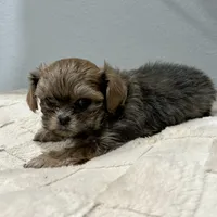 Girl 2, a female Mal Shi for sale in Jonesborough, TN – Photo 2 of 6