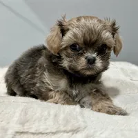 Girl 2, a female Mal Shi for sale in Jonesborough, TN – Photo 5 of 6