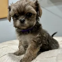 Girl 2, a female Mal Shi for sale in Jonesborough, TN – Photo 1 of 6