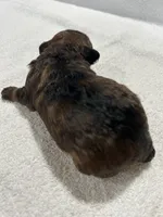 Girl 4, a female Poodle - Toy  for sale in Jonesborough, TN – 2 of 5