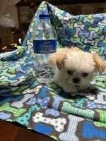 Boy 4, a male Mal Shi for sale in Jonesborough, TN – 4 of 7