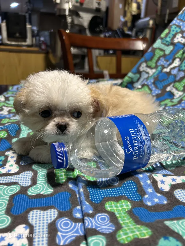 Boy 4 – Mal Shi puppy for sale in Jonesborough, TN