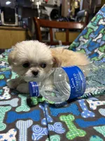 Boy 4, a male Mal Shi for sale in Jonesborough, TN – 1 of 7