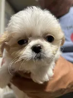 Boy 4, a male Mal Shi for sale in Jonesborough, TN – 3 of 7