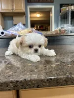 Boy 4, a male Mal Shi for sale in Jonesborough, TN – 6 of 7